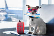 Learn the best options for traveling with pets. 
<br/><br/>
<a href="https://www.aaa.com/pettravel/" class="btn btn-secondary" >Learn More</a>