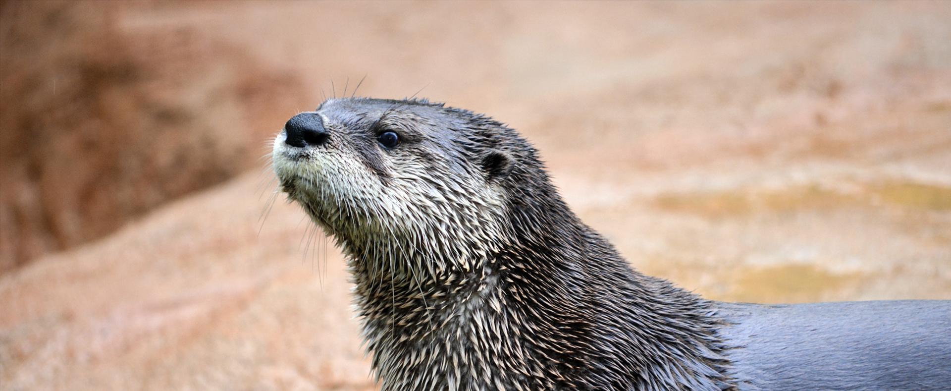 North-American-River-Otter-image