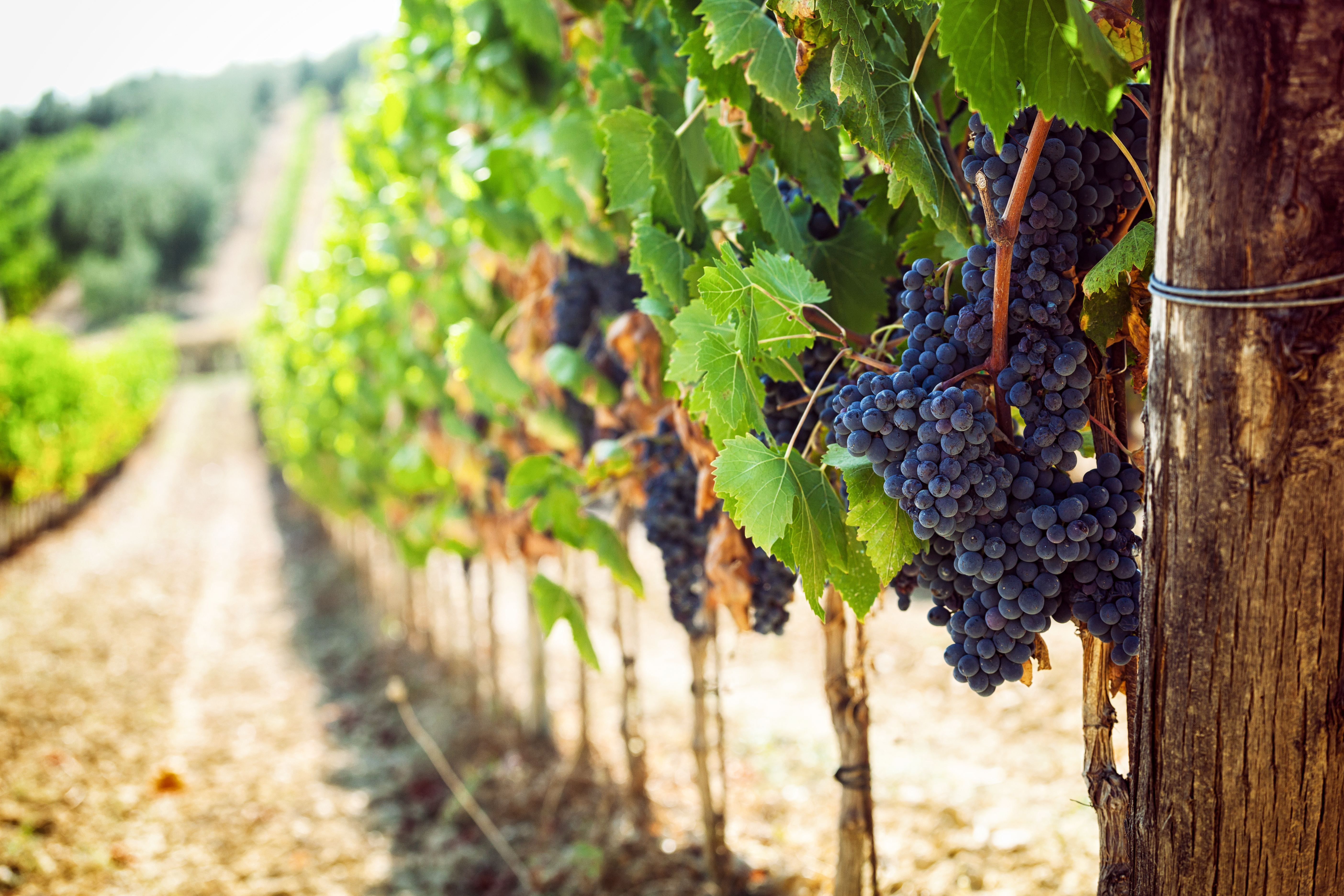 AAA-Now-Italy-Blog-2025-1